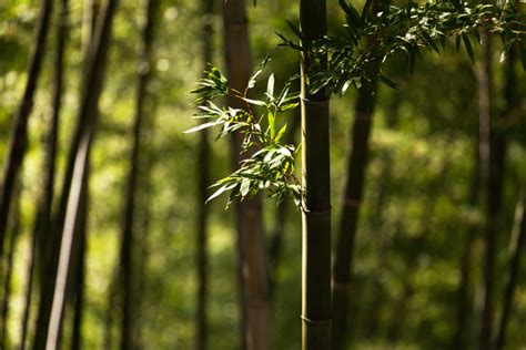 一根竹子